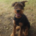 Un Airedoodle assis sur un terrain herbeux et portant un harnais