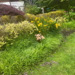 Un Airedoodle sur une surface herbacée et regardant vers la caméra 