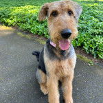 Un Airedoodle tirant la langue et portant un collier autour du cou