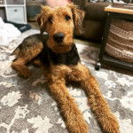 Un Airedoodle allongé sur un tapis et semblant détendu