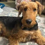 Un Airedoodle allongé sur un tapis et portant un collier autour du cou 