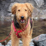 Un Airedoodle sur des pierres et qui est tenu en laisse