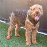 Un Airedoodle tirant la langue et portant un harnais 