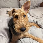 Un Airedoodle allongé sur un lit et semblant détendu 