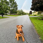 Un Airedoodle assis sur une surface bitumée et qui est tenu en laisse