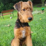 Un Airedoodle assis sur un terrain herbeux 