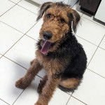 Un Airedoodle tirant la langue et portant un collier autour du cou