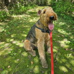 Un Airedoodle assis sur un terrain herbeux tirant la langue et qui est tenu en laisse 