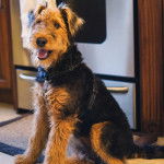 Un Airedoodle ayant la gueule ouverte et portant un harnais