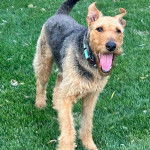 Un Airedoodle sur un terrain herbeux et portant un collier autour du cou