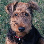 Un Airedoodle regardant vers la caméra 