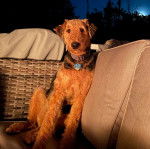 Un Airedoodle assis sur un canapé et portant un collier autour du cou