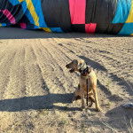 Un Airedoodle assis sur une surface sableuse et qui est tenu en laisse 