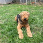 Un Airedoodle allongé sur un terrain herbeux 