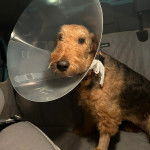 Un Airedoodle assis sur le siège d'une voiture et portant un carcan 