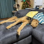 Un Airedoodle allongé sur un canapé et portant un collier autour du cou