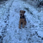 Un Airedoodle assis sur une surface enneigée et portant un collier autour du cou