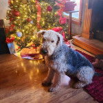 Un Airedoodle assis sur un plancher