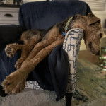 Un Airedoodle allongé sur un fauteuil et portant un collier autour du cou