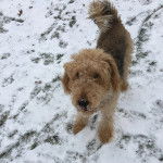 Un Airedoodle sur une surface enneigée 