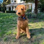 Un  Airedoodle assis sur un terrain herbeux et portant un collier autour du cou 