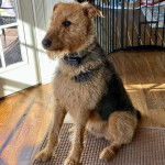 Un Airedoodle assis sur un tapis et portant un collier autour du cou