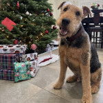 Un Airedoodle assis sur un sol carrelé et ayant la gueule ouverte 