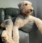 Un Airedoodle allongé sur un canapé et semblant détendu 