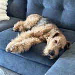 Un Airedoodle allongé sur un canapé et semblant dormir 