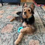 Un Airedoodle allongé et portant un collier autour du cou