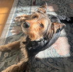 Un Airedoodle allongé sur un tapis et portant un collier autour du cou