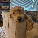 Un Airedoodle allongé sur un canapé et semblant détendu