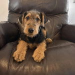 Un Airedoodle allongé sur un fauteuil et portant un collier autour du cou