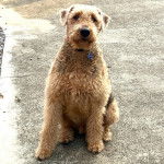 Un Airedoodle assis sur une surface bétonnée et portant un collier autour du cou