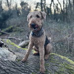 Un Airedoodle assis sur un tronc d'arbre et portant un collier autour du cou
