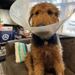 Un Airedoodle assis sur un canapé et portant un carcan 