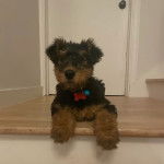 Un Airedoodle allongé sur un plancher et portant un collier autour du cou