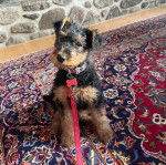 Un Airedoodle assis sur un canapé et qui est tenu en laisse 