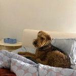 Un Airedoodle allongé sur un lit et semblant détendu 