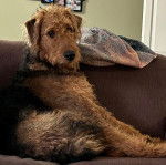 Un Airedoodle assis sur un canapé 