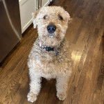 Un Airedoodle assis sur un plancher et portant un collier autour du cou 