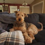 Un Airedoodle allongé sur un canapé et regardant vers la caméra 