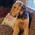 Un Airedoodle assis sur un canapé et portant un collier autour du cou