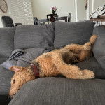 Un Airedoodle allongé sur un canapé et portant un collier autour du cou