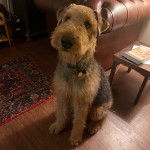 Un Airedoodle assis sur un plancher et portant un collier autour du cou