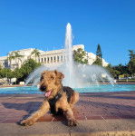 Un Airedoodle allongé sur un sol pavé et portant un harnais 