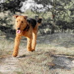 Un Airedoodle courant sur un terrain herbeux et tirant la langue 