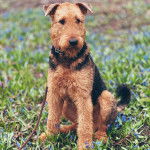 Un Airedoodle assis sur un terrain herbeux et qui est tenu en laisse 