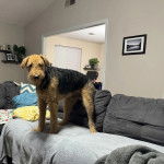 Un Airedoodle sur un canapé et regardant vers la caméra