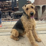 Un Airedoodle assis sur une surface bétonnée et portant un collier autour du cou